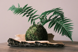 Top 5 Plants for Creating Stunning Kokedama