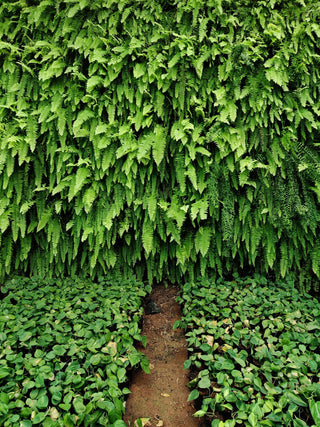 biophilia vertical garden los angeles moss wall